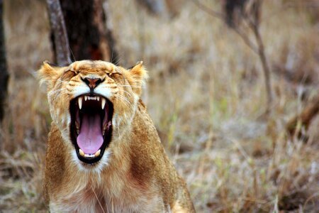 Lioness safari wild