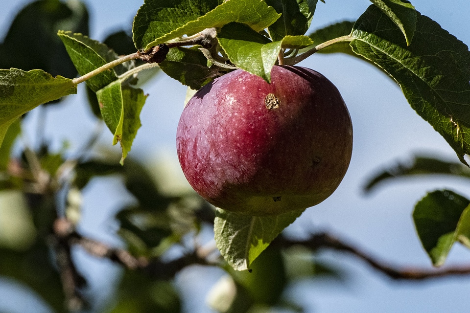 fresh and juicy apples ready for harvest