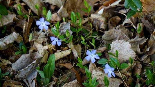 flore printanière