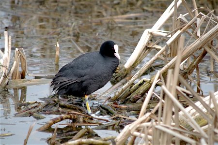 Coot