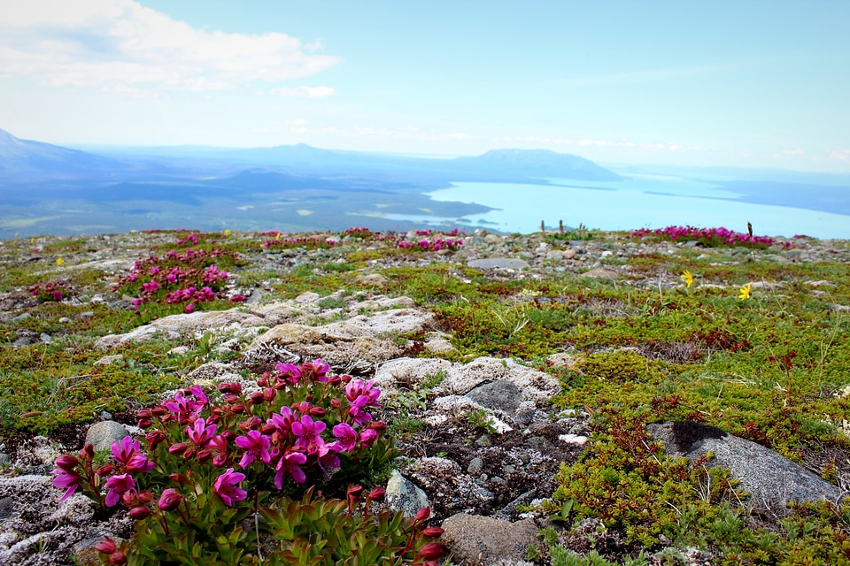 Tundra on Mt. Katolinat
