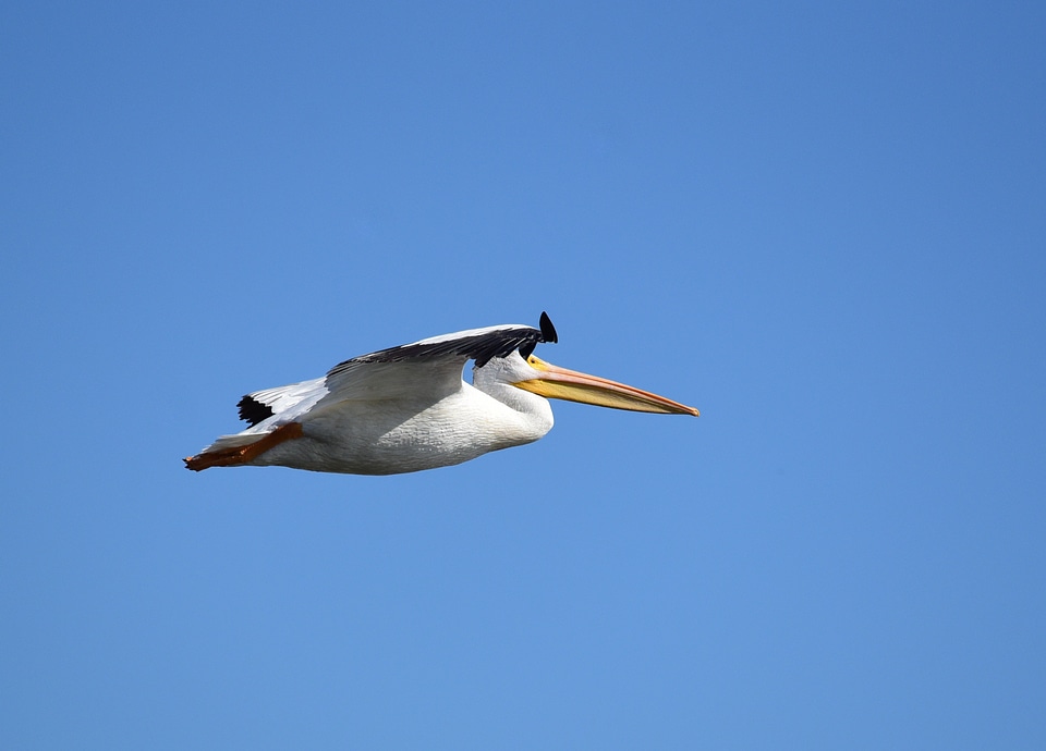 American white-pelican at Seedskadee National Wildlife Refuge