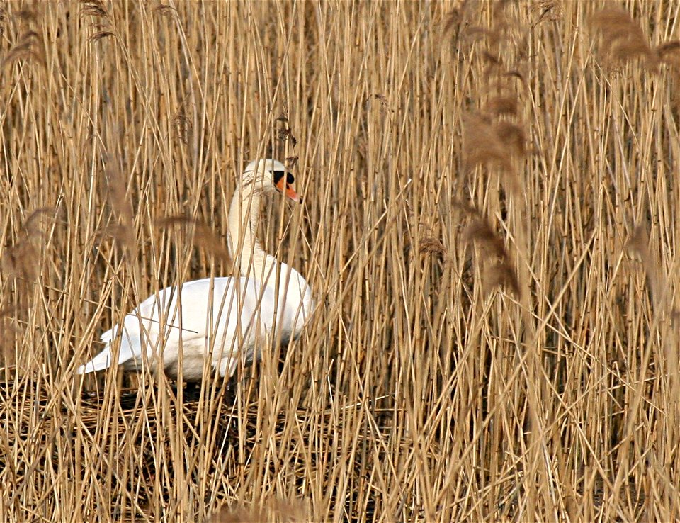 Höckerschwan am Nest - Mute Swan