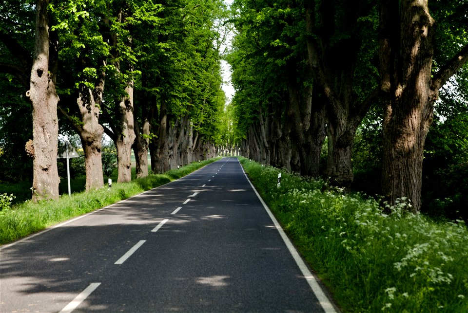 Allee NP Uckermärkische Seen 17