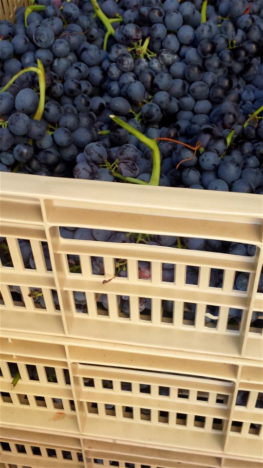 Valpolicella | Lorenzo Fidora azienda agraria