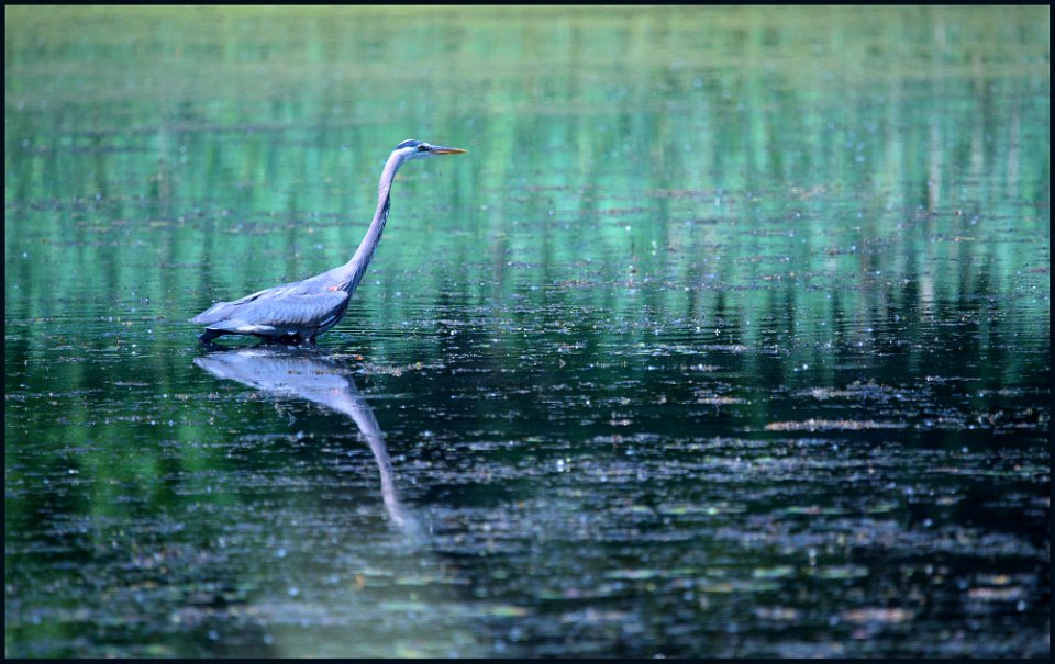i traveled 100 miles & who do i bump into? great blue heron