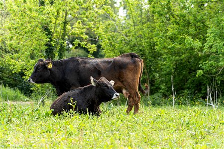 Animali, biodiversità, nella Tenuta Civranetta | Lorenzo Fidora azienda agricola