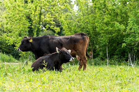 Animali, biodiversità, nella Tenuta Civranetta | Lorenzo Fidora azienda agricola photo