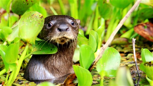 Neotropical Otter - Lontra longicaudis photo