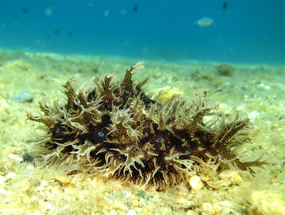 Ragged sea hare (Bursatella leachii)