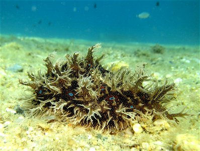 Ragged sea hare (Bursatella leachii)