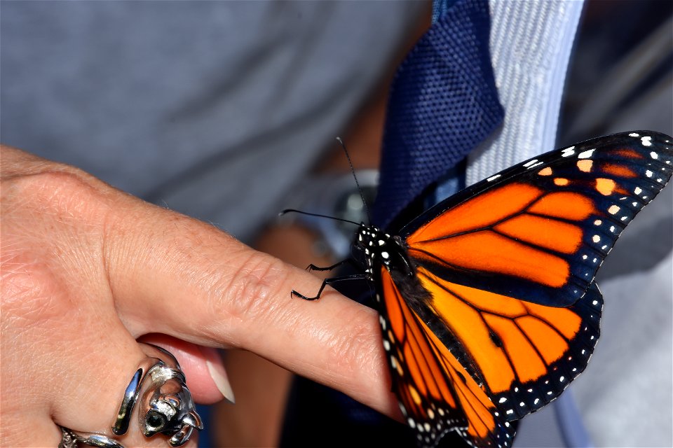 Monarch set free (3 of 4)