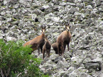 La famille Chamois