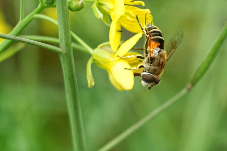 Biene an Rucola-Bluten / bee on  arugula blossom