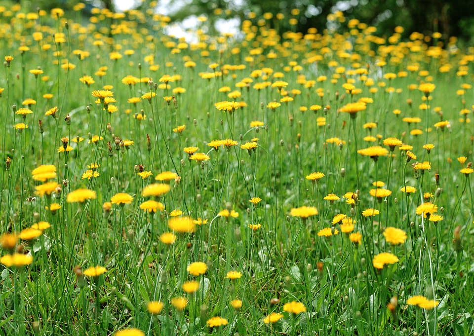 Field of yellow spring flowers
