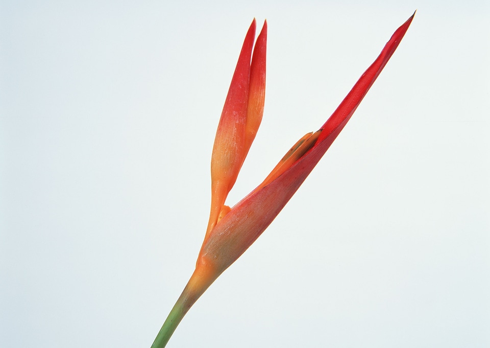 Hairy Tongued Restrepia Orchid