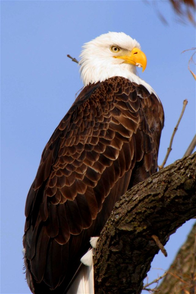 Bald Eagle
