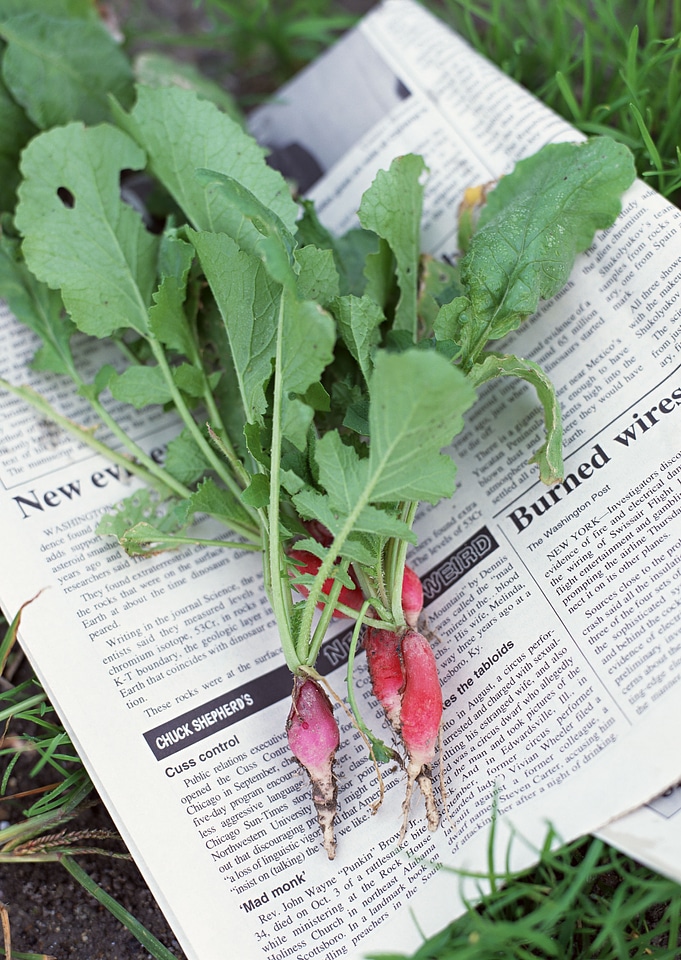Fresh radish on newspaper