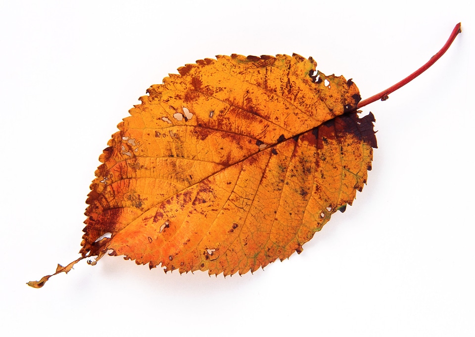 autumn leaf on white background