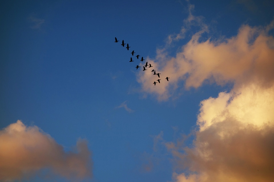 Geese in the sunset