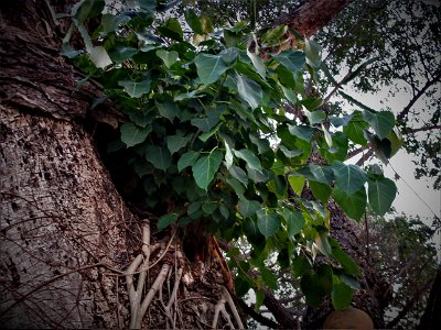 Bodhi tree
