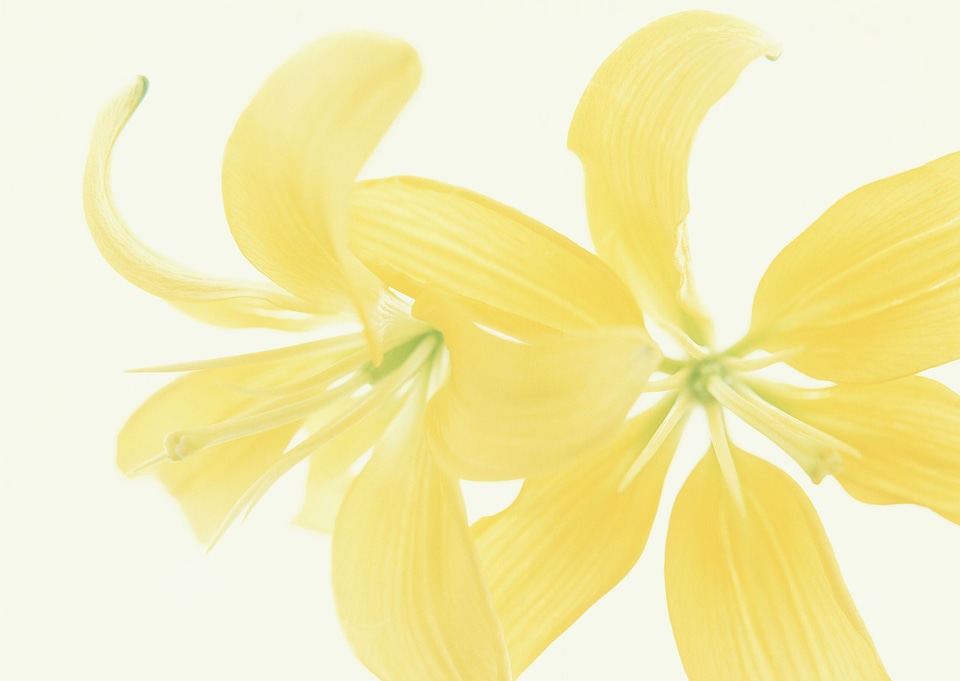 Vintage and soft light of yellow flowers