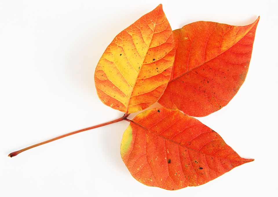 A bunch of fall leaves