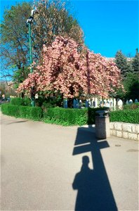 Cherry Blossoms in Sarajevo