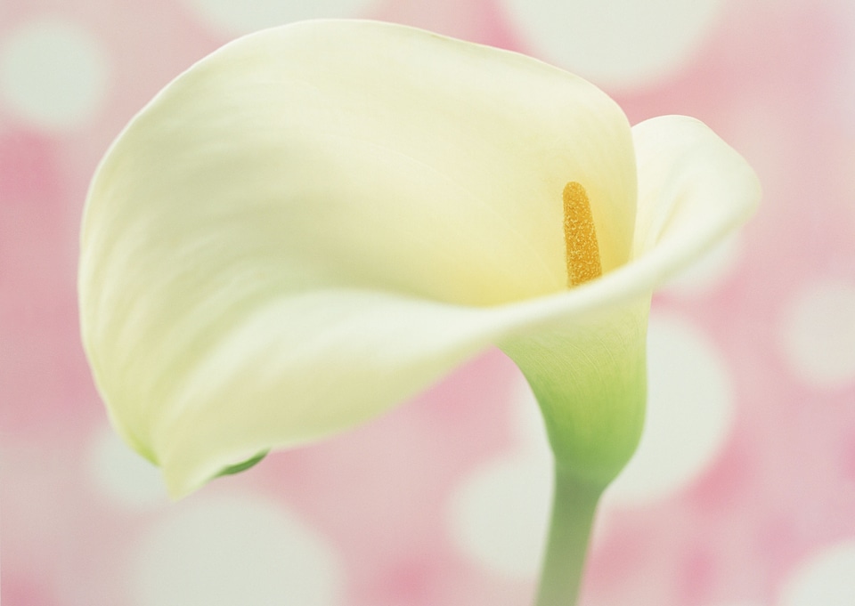 Vintage and soft light of calla lily flowers on pink background