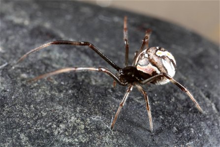 juvenile Redback spider (Latrodectus hasselti)