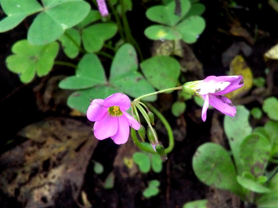 Flor