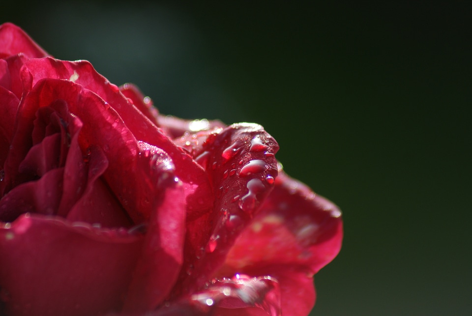 Flower blossom bloom