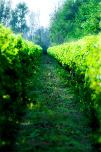 I Vigneti Lorenzo Fidora Tenuta Civranetta Cona