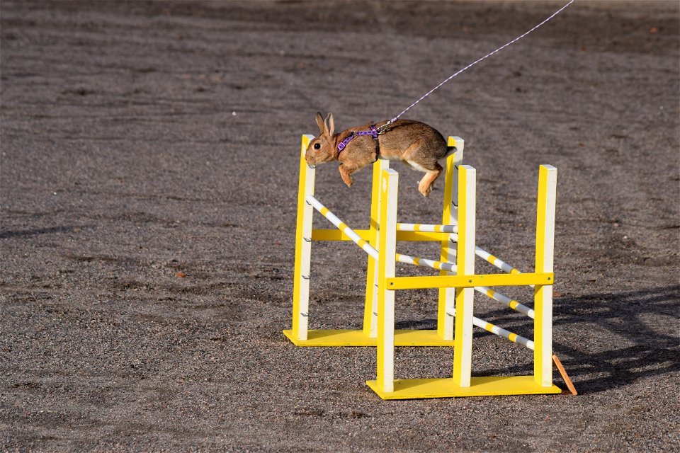 Bunnyjump