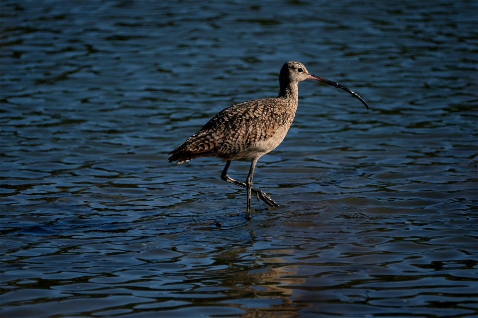 Long Billed Curlew, Corte Madera, California photo