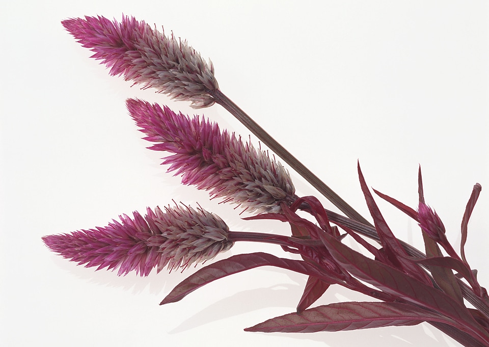 purple flowers on a white background