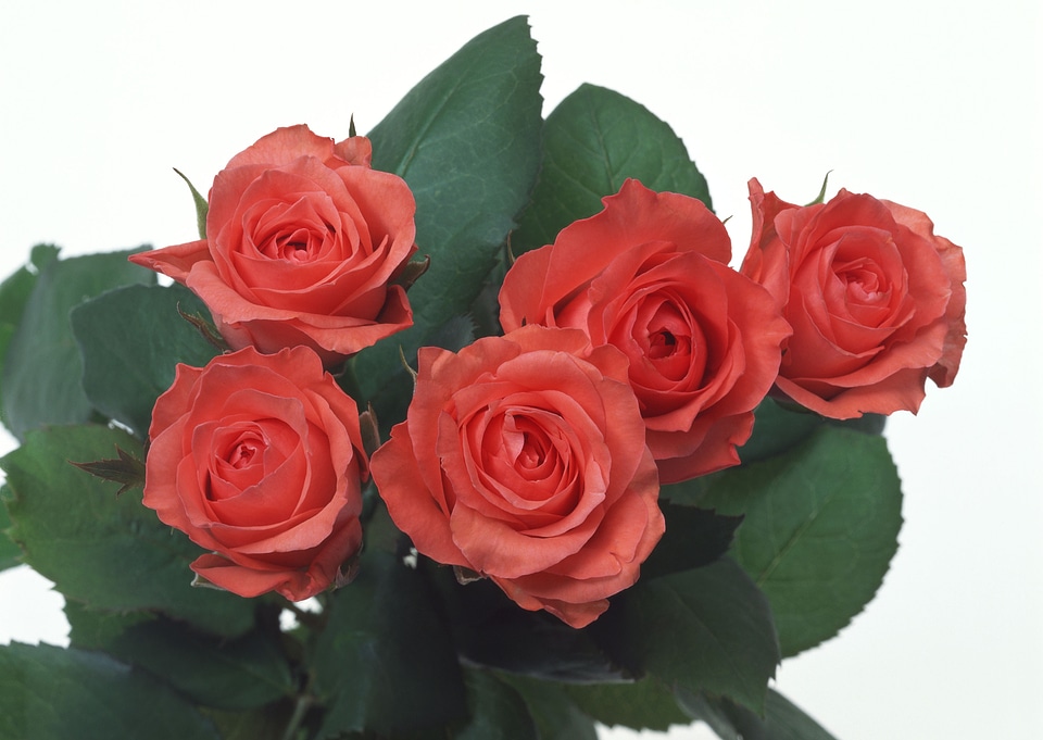 Bunch of rosy roses isolated on white