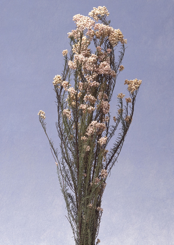Dried wildflowers