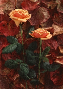 Two orange color roses