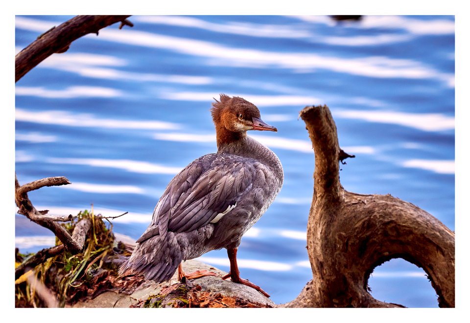 ridiculously photogenic common merganser