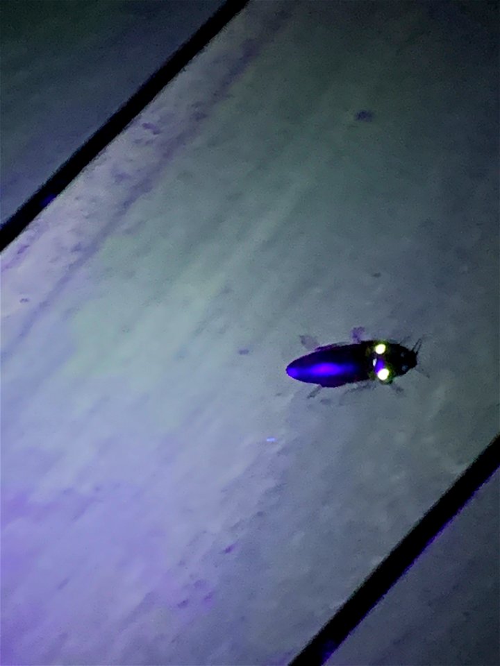 Click Beetle that has ‘headlights’ Mikes Place Belize