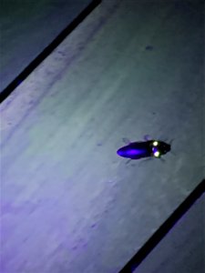 Click Beetle that has ‘headlights’ Mikes Place Belize