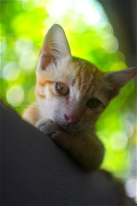 kitten - cat - kitty - 5