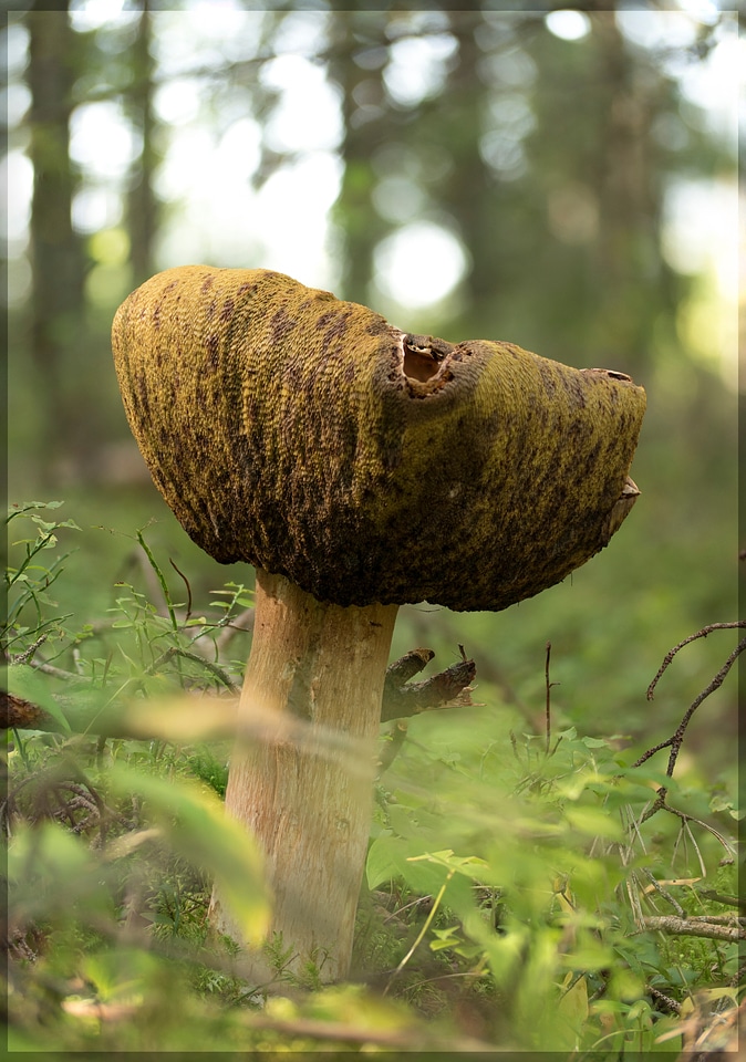 King boletes in the woods