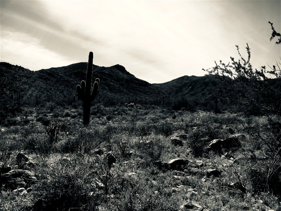 Sonora Desert View