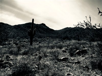 Sonora Desert View photo