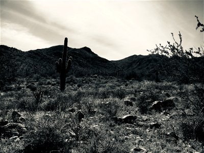 Sonora Desert View
