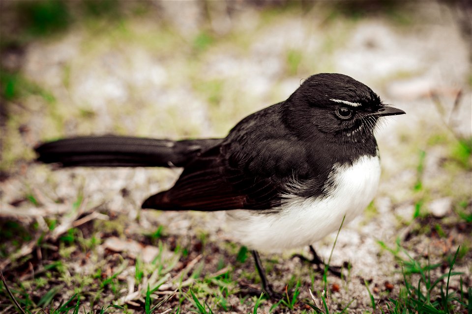 Willy Wagtail Brow