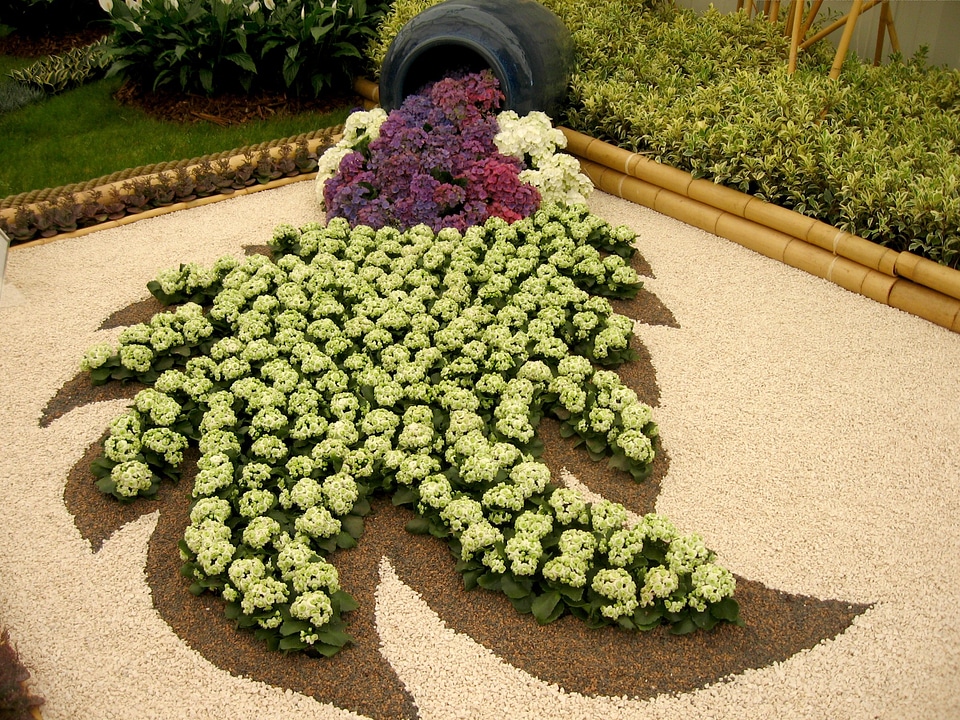 Floral plants natural