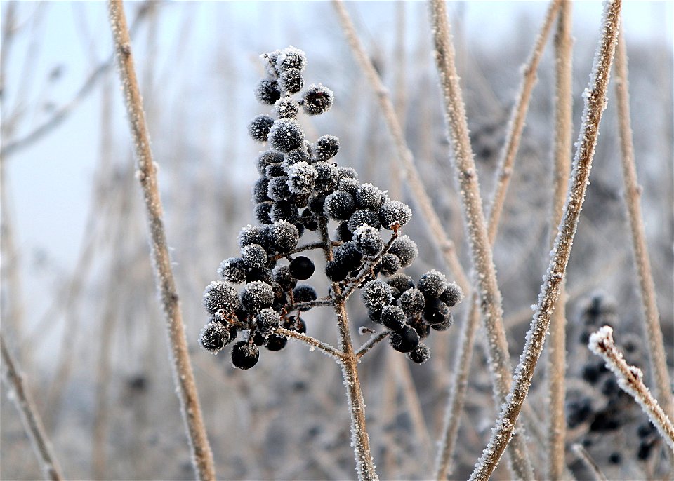 Ligustrum vulgare, hoarfrost